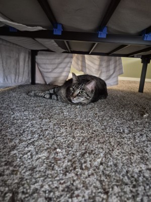Photo of Mr. Kitty