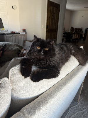 Photo of Miso