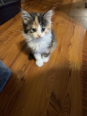 Photo of Munchkin