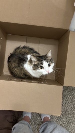 Photo of Maple