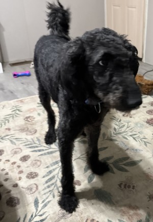 Photo of Loki
