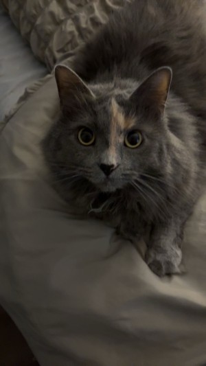 Photo of Blue