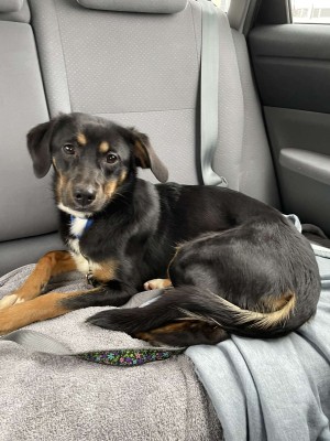 Photo of Honey