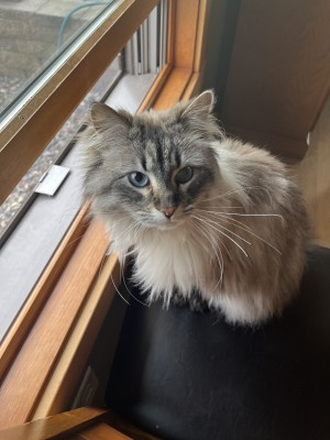 Photo of Shira