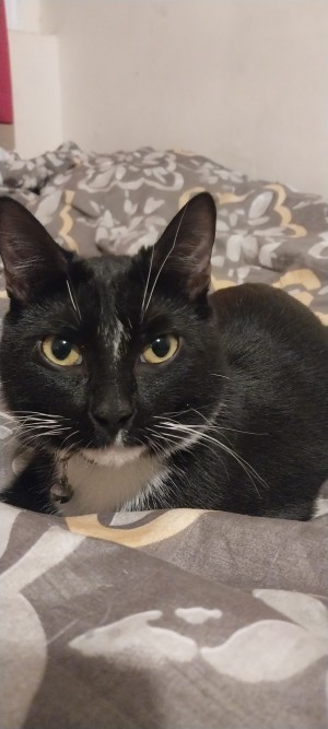Photo of Apollo