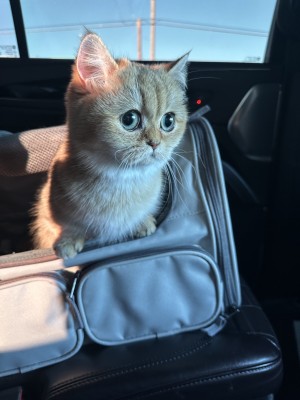 Photo of Pepper