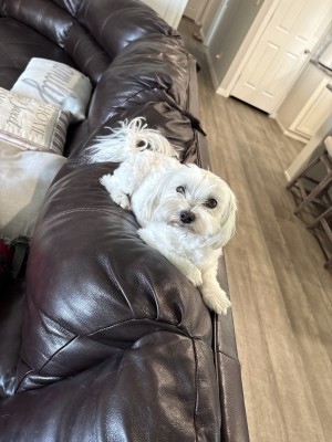 Photo of Bella