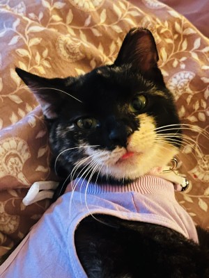Photo of Melody