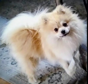 Photo of Foxy