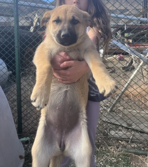 Photo of Puppies1-6
