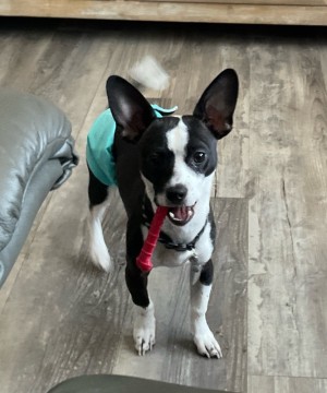 Photo of Buddy