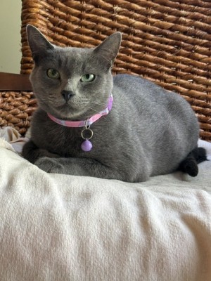 Photo of Gracie