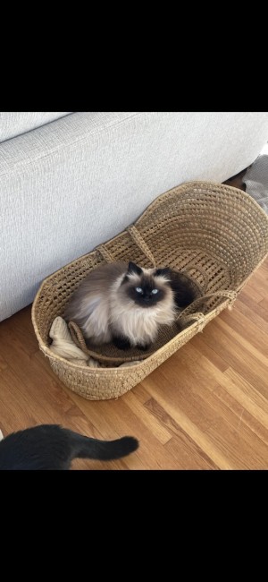 Photo of Pico