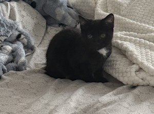 Photo of Binx
