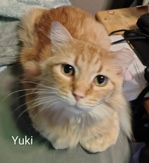 Photo of Yuki