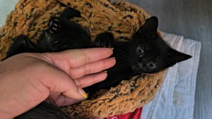 Photo of Salem