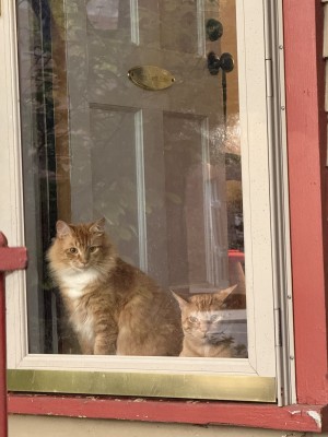 Photo of Junior