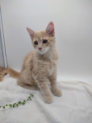 Photo of Toffee