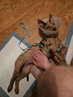 Photo of Juniper