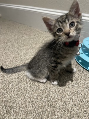 Photo of Rocket