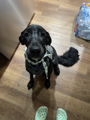 Photo of Milo