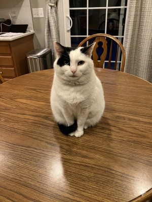 Photo of Pixie