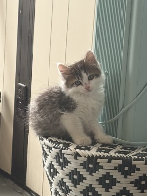 Photo of Dobby