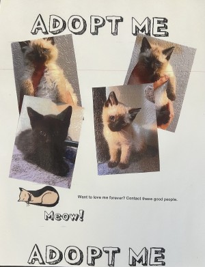 Photo of Kittens