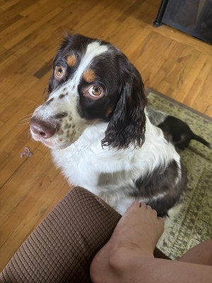 Photo of Lollipop (Lolli)