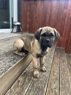 Photo of Buster