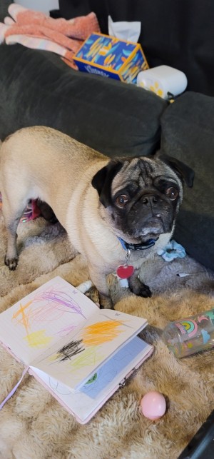 Photo of Otis