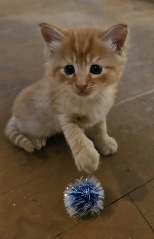 Photo of Nutmeg And Red