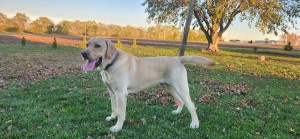 Photo of Barley