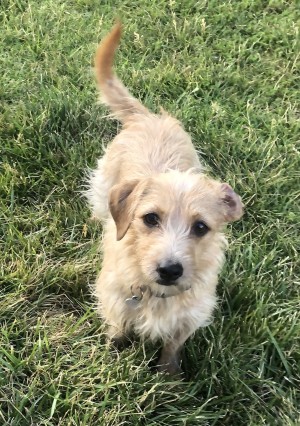 Photo of Rosebud AKA Rosie