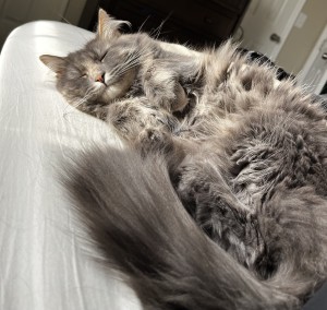 Photo of Nala