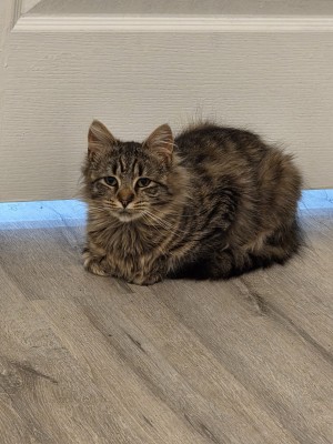 Photo of Fluffy