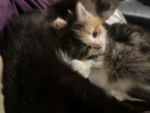 Photo of Strawberry