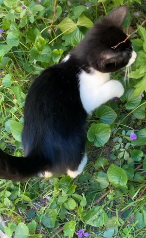 Photo of Peanut