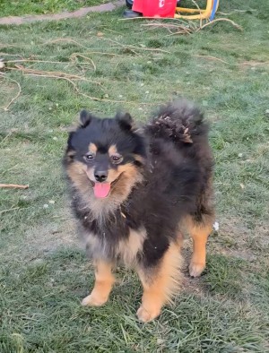 Photo of Bear