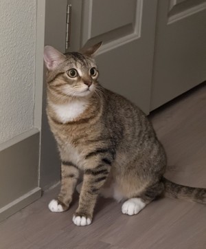 Photo of Firefly