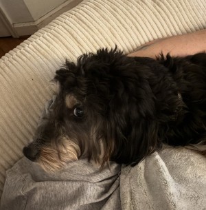Photo of Bella