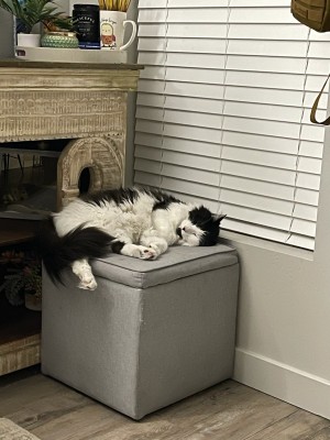 Photo of Oso