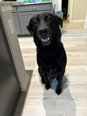 Photo of Shadow