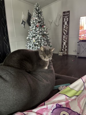 Photo of Princess