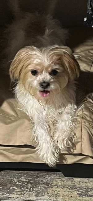 Photo of Lily