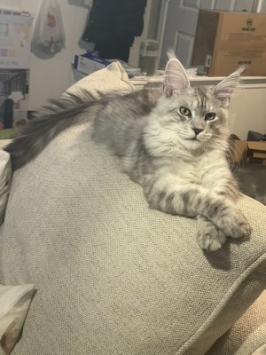 Photo of Theo