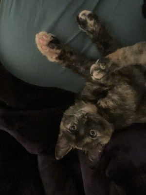 Photo of Penny