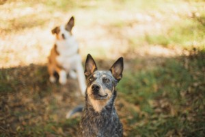 Photo of Koda