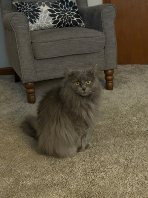 Photo of Midge
