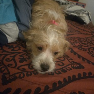 Photo of Mini
